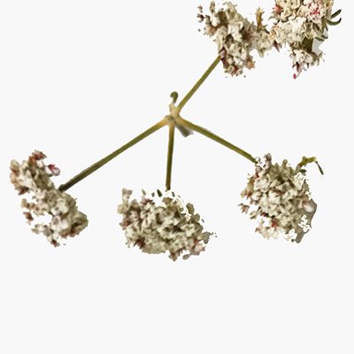 hemp-flower-